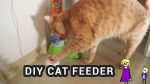 Dispensador de alimento para gatos DIY