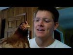 Head Tracking pollo – más inteligente cada día